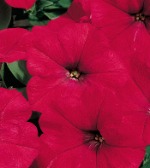 Петуния трэлин Рамблин Рэд